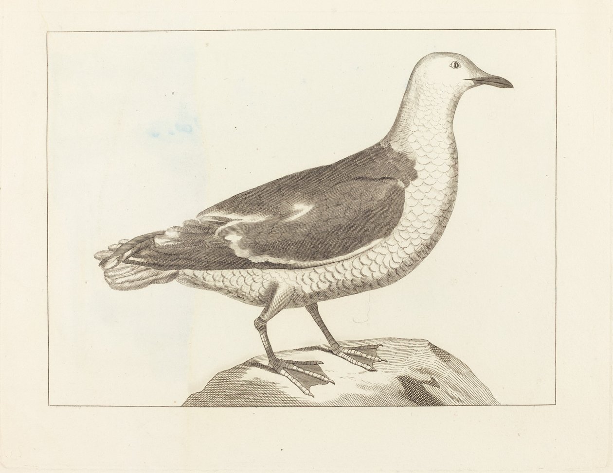 Aves aquáticas de British 19th Century