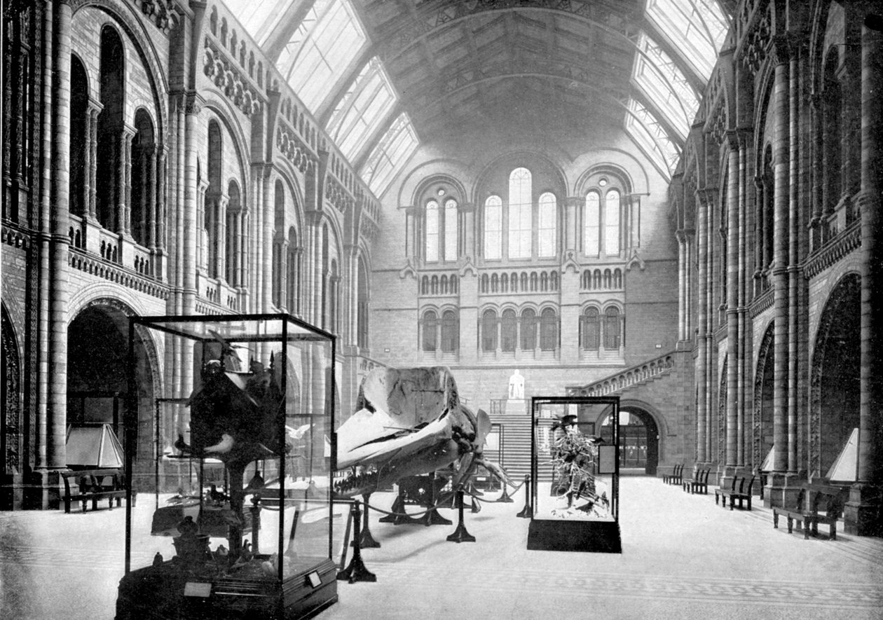 Hall de entrada do Museu de História Natural, South Kensington, Londres, 1890 de British Photographer