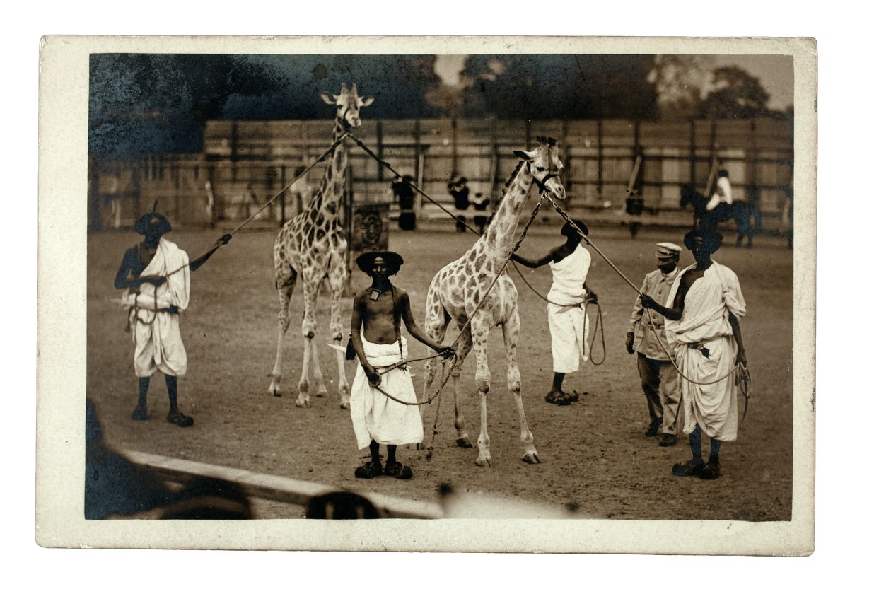 Girafas e os seus tratadores somalis, c.1905 (impressão de gelatina e prata) de British Photographer