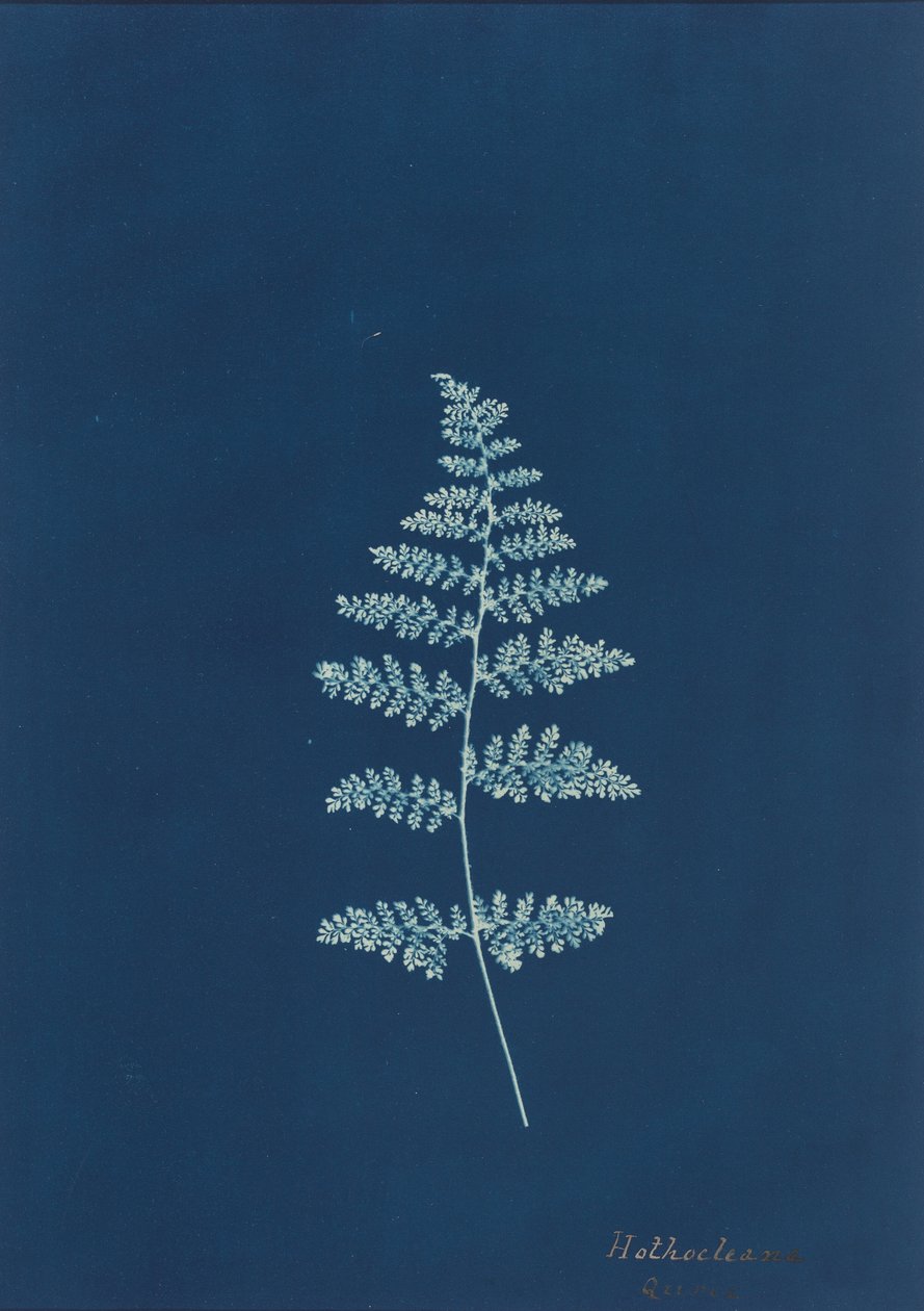 Hothocleana,c. 1850s (foto) de British Photographer