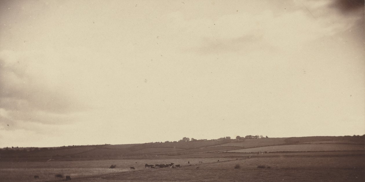 Vista de campos com vacas, anos 1850-1860 (foto) de British Photographer