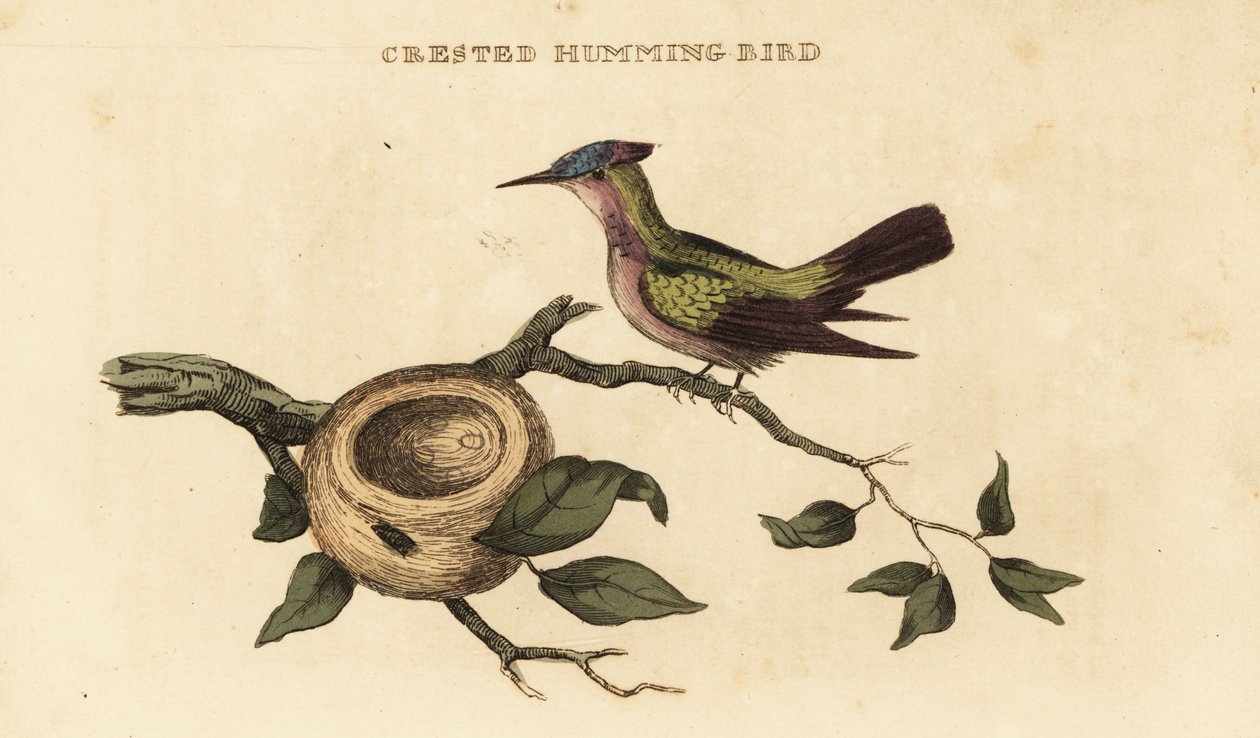 beija-flor de crista antilina, Orthorhyncus cristatus de British School