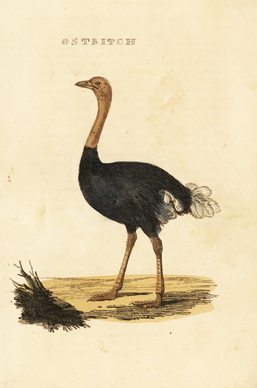 Avestruz comum, Struthio camelus de British School