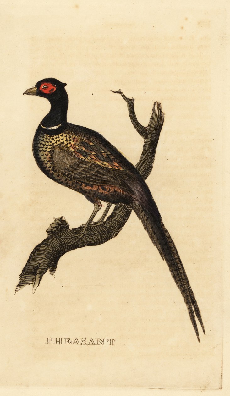 Faisão comum, Phasianus colchicus de British School