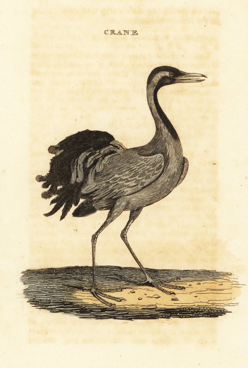 Guindaste Demoiselle, Grus virgo de British School