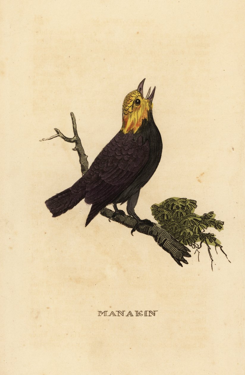 Manakin de cabeça dourada, Ceratopipra erythrocephala de British School