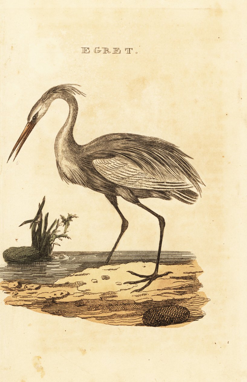 Grande garça, Ardea alba de British School