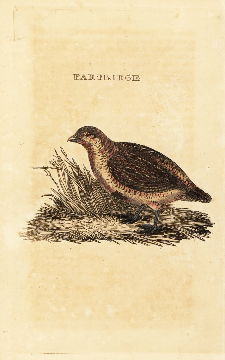 Perdiz cinzenta, Perdix perdix de British School