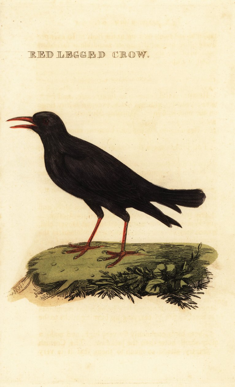 Gralha-de-bico-vermelho, Pyrrhocorax pyrrhocorax de British School