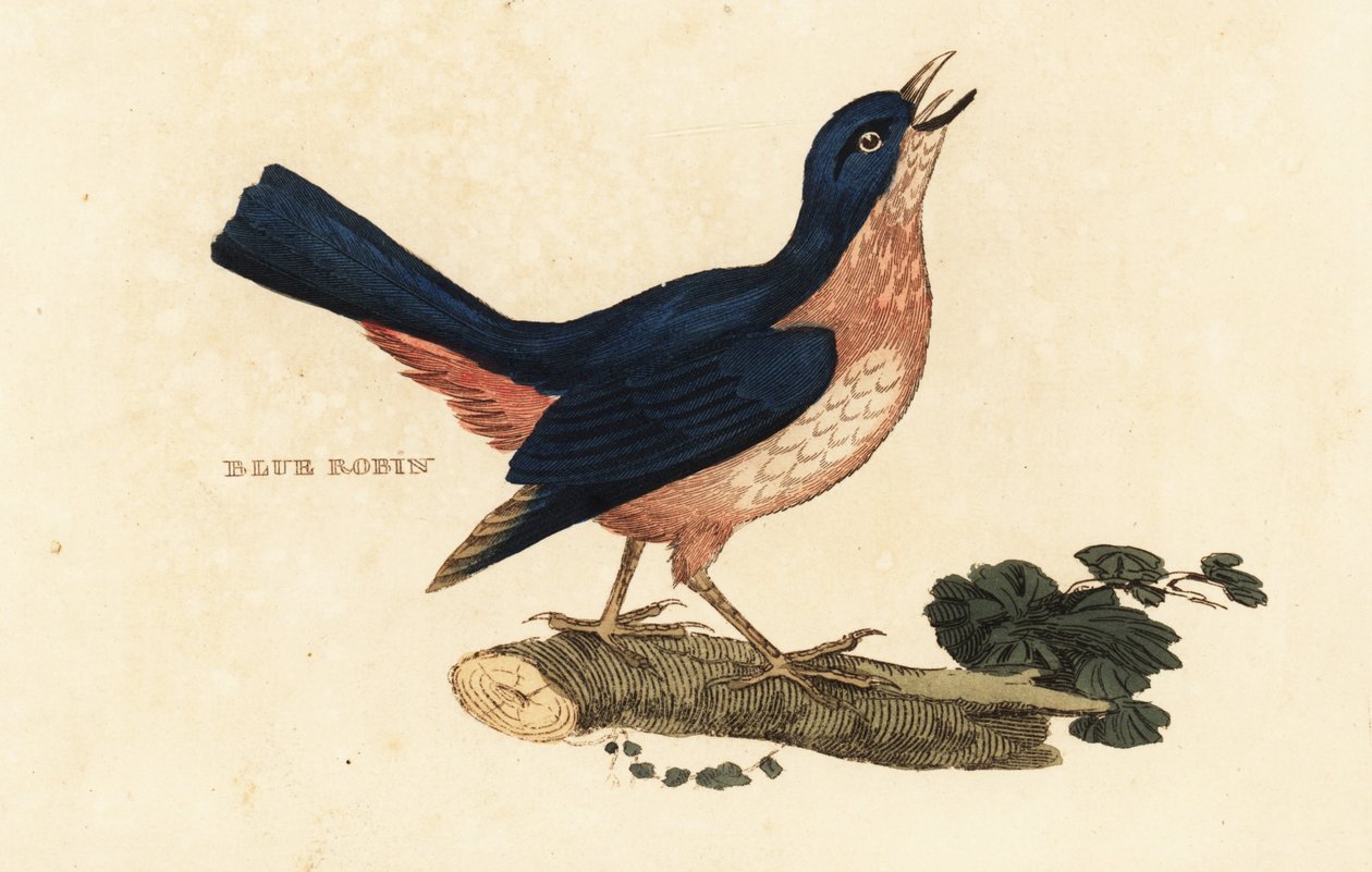 Robin azul siberiano, muito Larvivora de British School