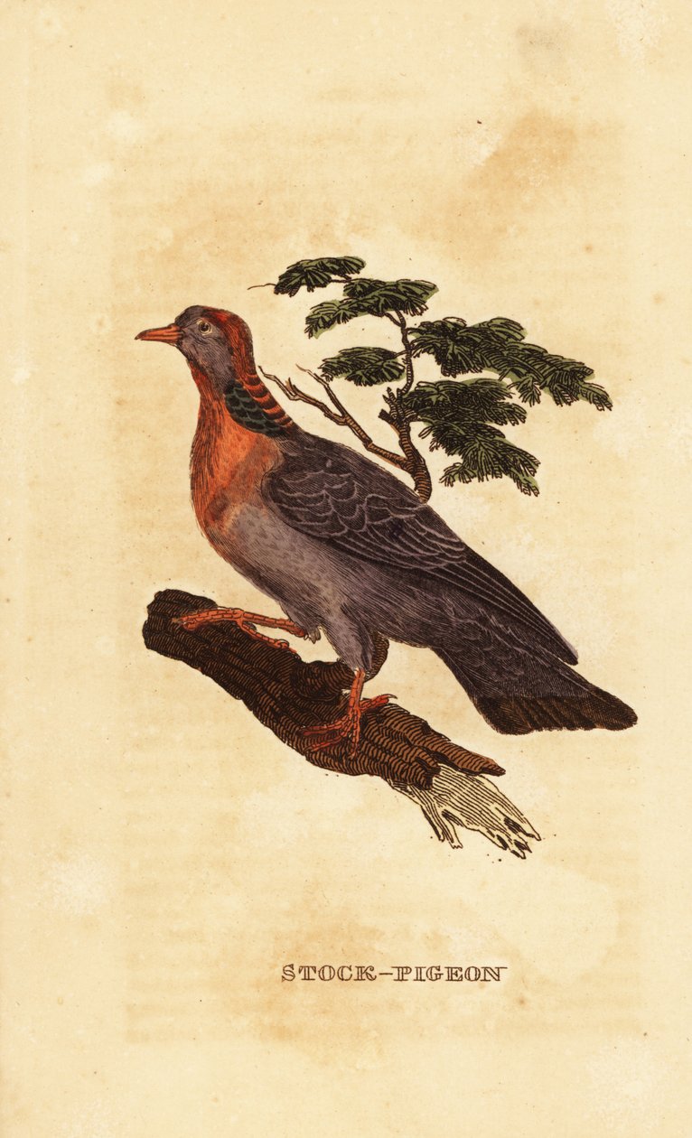 Pomba de Stock, Columba oenas de British School