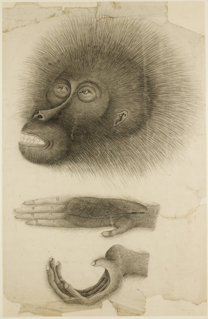 A cabeça e as mãos de um Orangotango, c.1818-30 (lápis e aguarela sobre papel) de British School