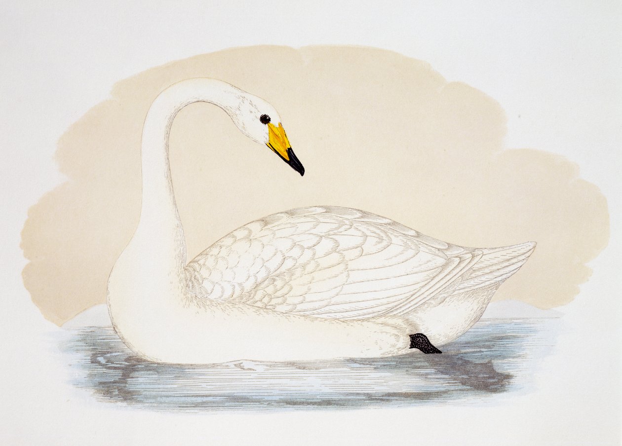 Cisne selvagem (Cygnus cygnus), gravura, Reino Unido de British School