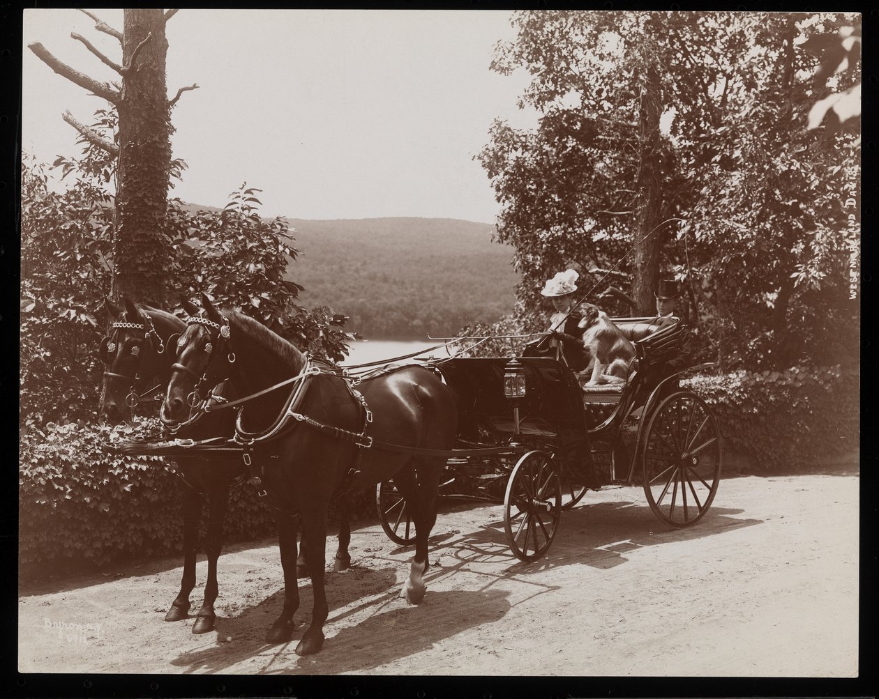 Uma mulher e um cachorro em uma carruagem puxada por cavalos, 1899 (impressão de gelatina de prata) de Byron Company
