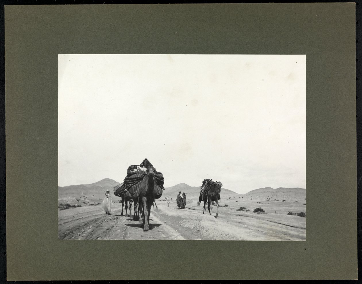Camelos em uma estrada de terra, presumivelmente no norte da África, 1899 (impressão de gelatina de prata) de Byron Company