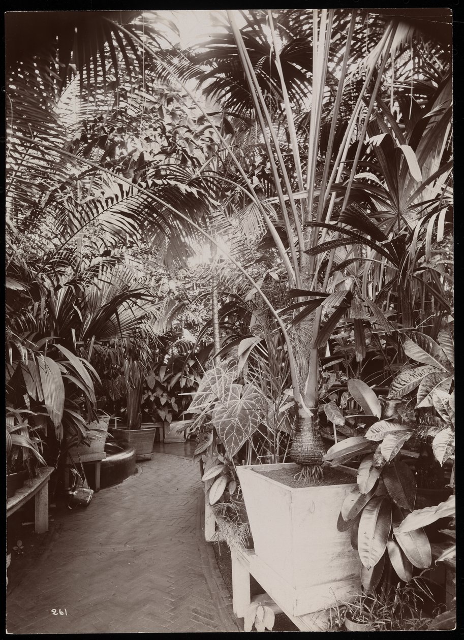 Plantas em uma estufa na propriedade de Helen Gould (residência de Jay Gould) em Tarrytown, Nova York, 1894 (impressão de gelatina de prata) de Byron Company