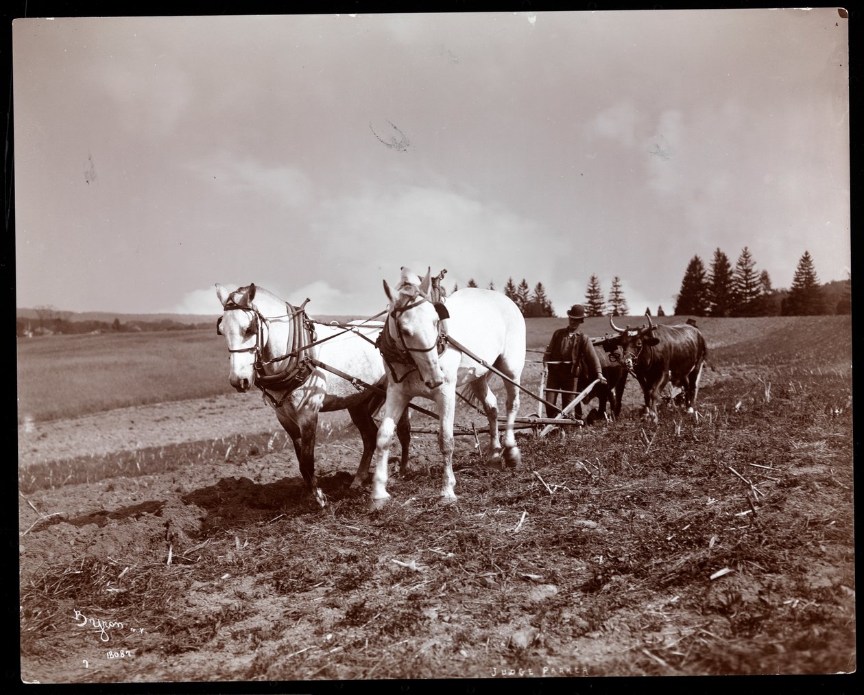Ploughing na propriedade de Alton Brooks Parker, Esopus Creek, Nova York, 1904 (impressão de gelatina de prata) de Byron Company