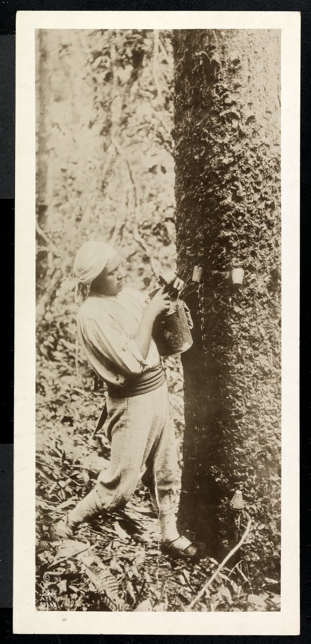 Vista, homem, colecionar, borracha, borracha, árvore, presumivelmente, panamá, durante, construção, canal, 1913, (silver, gelatin, print) de Byron Company