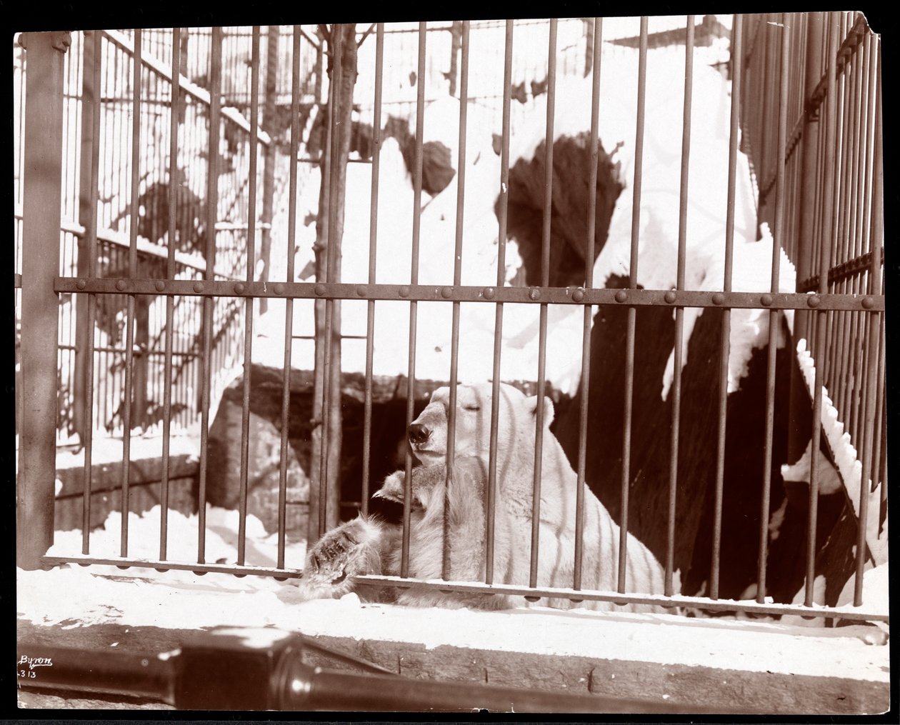 Vista, polar, urso, gaiola, central, jardim zoológico, novo, york, 1898, (silver, gelatin, print) de Byron Company