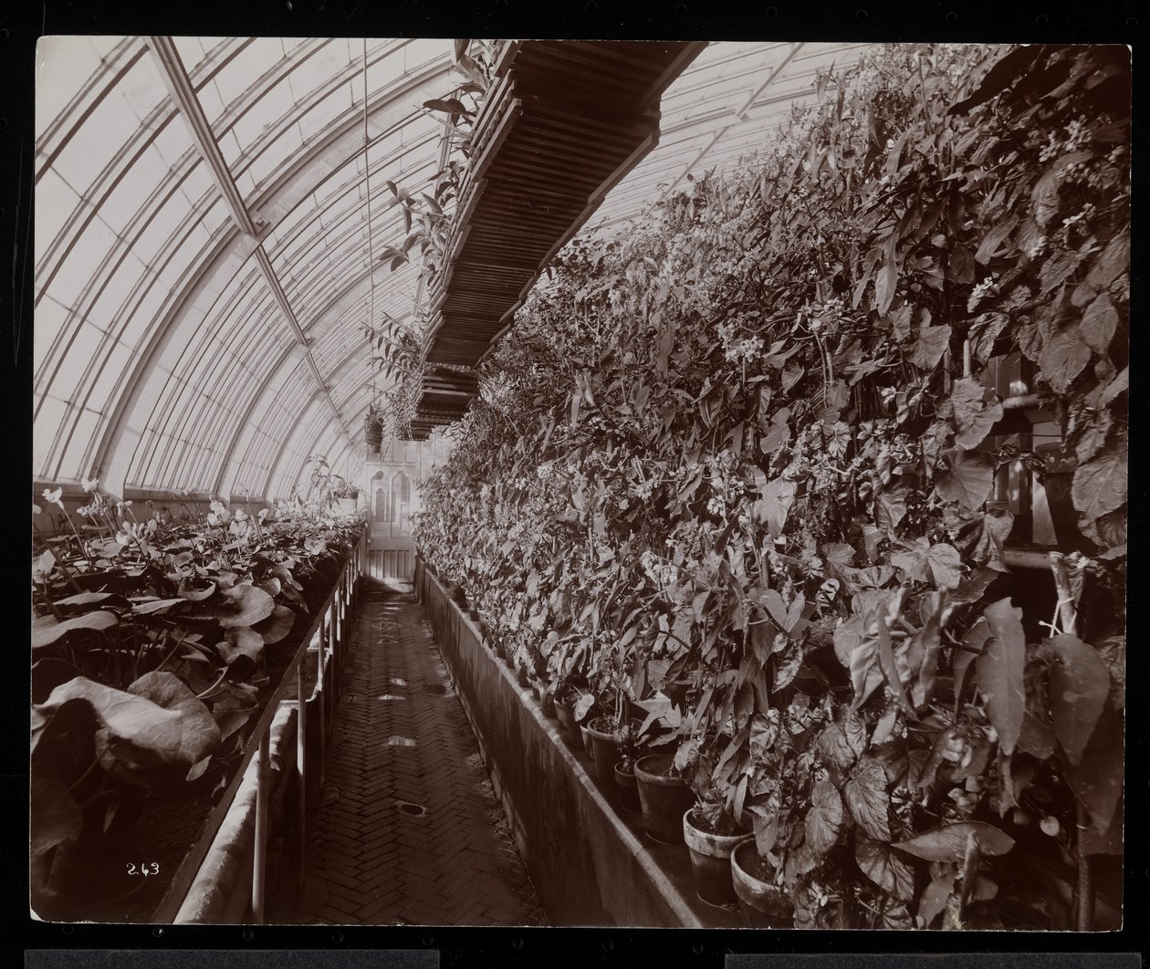 Orquídeas em uma estufa na propriedade de Helen Gould (residência de Jay Gould) em Tarrytown, Nova York, 1894 (impressão de gelatina de prata) de Byron Company
