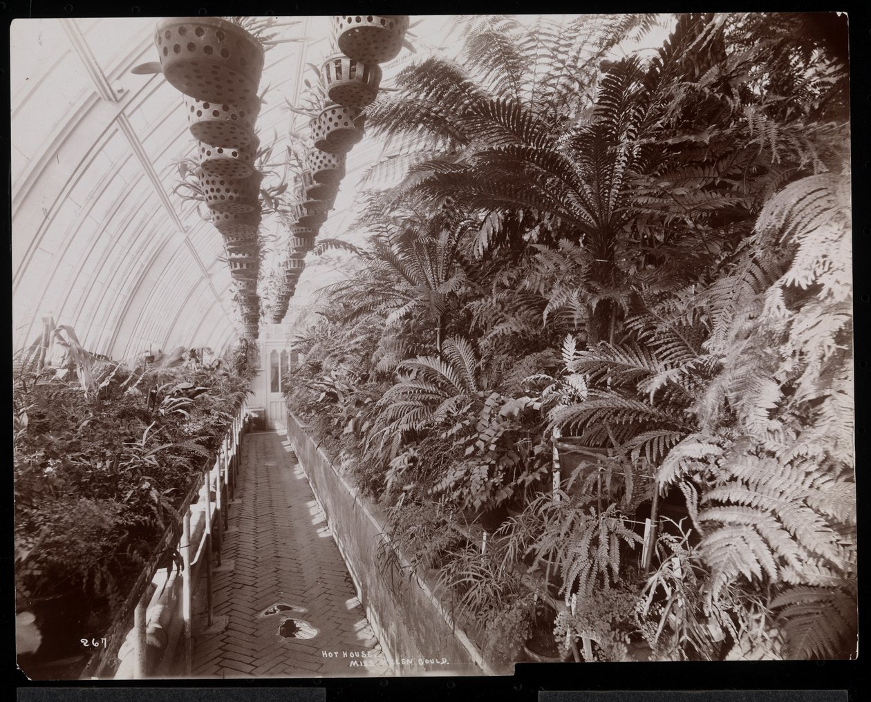 Plantas em uma estufa na propriedade de Helen Gould (residência de Jay Gould) em Tarrytown, Nova York, 1894 (impressão de gelatina de prata) de Byron Company