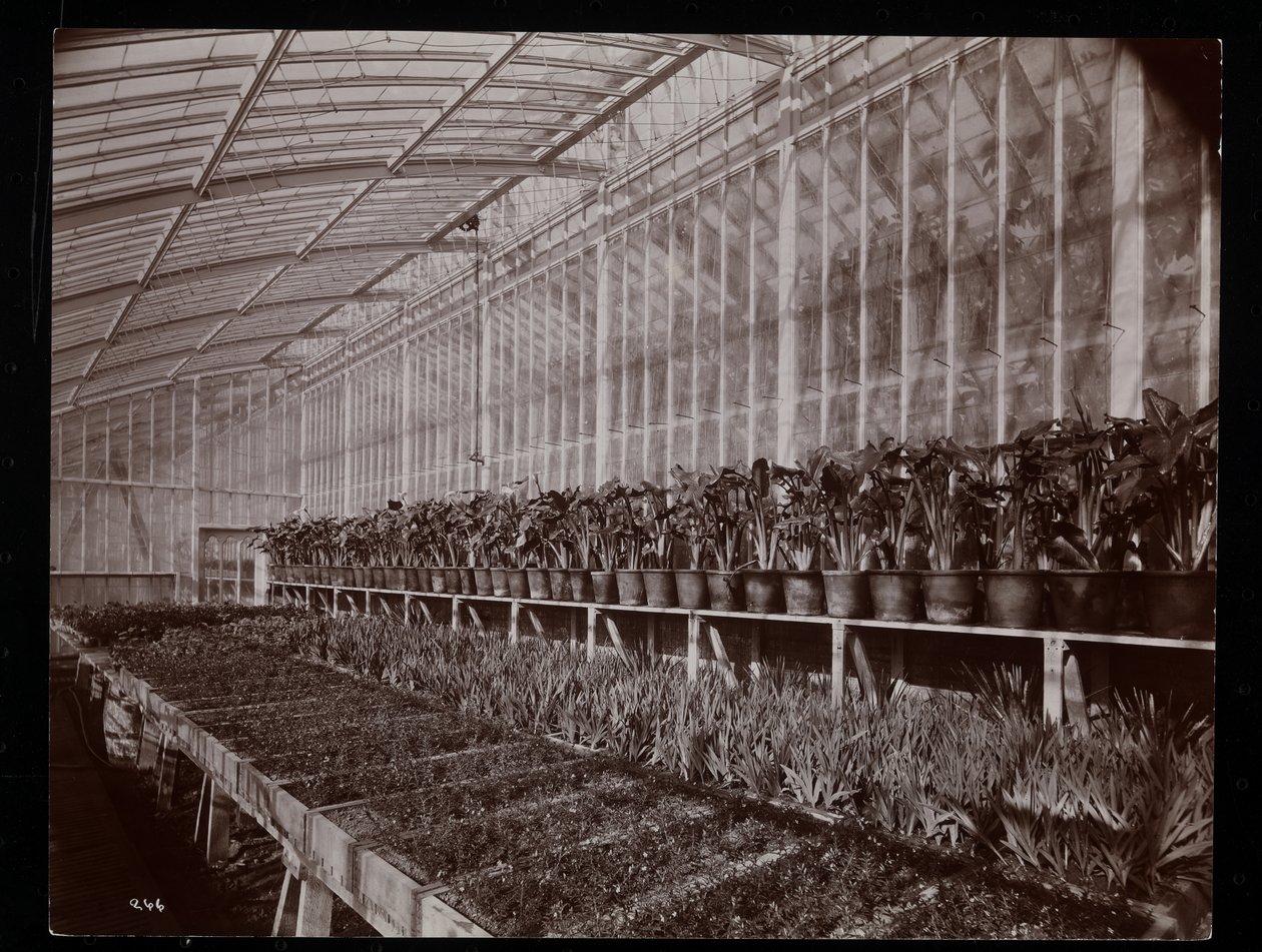 Plantas em uma estufa na propriedade de Helen Gould (residência de Jay Gould) em Tarrytown, Nova York, 1894 (impressão de gelatina de prata) de Byron Company