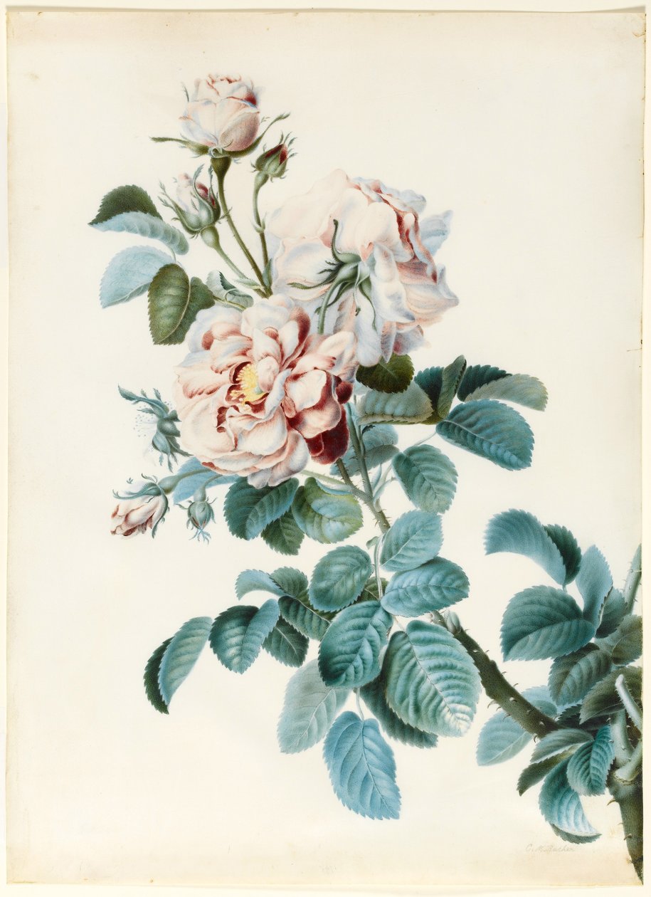 Damask Rose (wc e bodycolour sobre contorno de grafite sobre velino) de C. M. Bucher