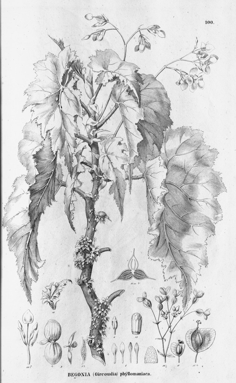Begônia × phyllomaniaca de C.F.P.von Martius and auct. suc.