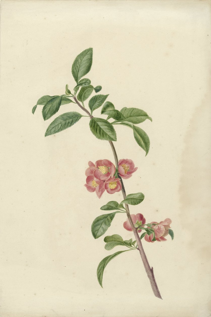 Ramo de floração cerejeira japonesa de C.J. Kruimel