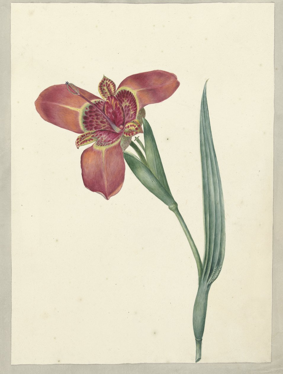 Flor chamada Ferraria Tigrina de C.J. Kruimel