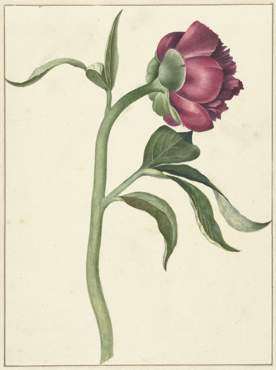 Flor da peónia de C.J. Kruimel