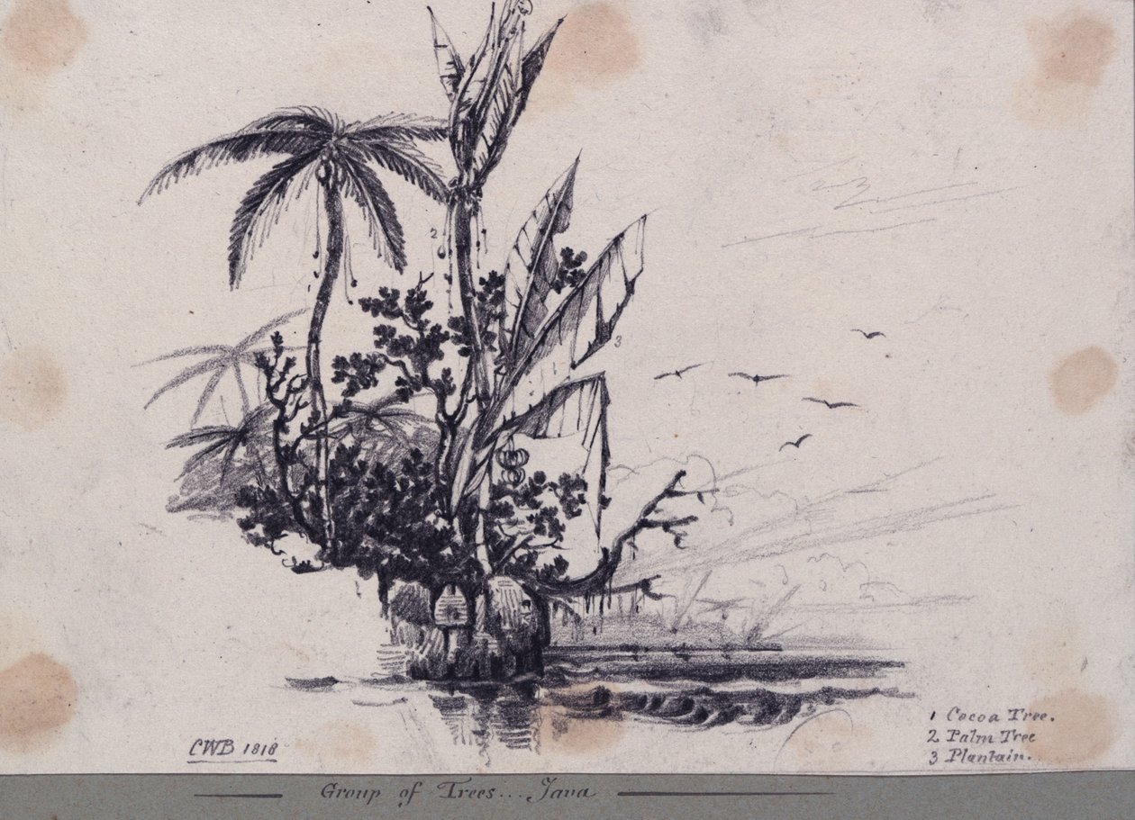 Grupo de árvores.... Java. 1. Cacaueiro, 2. Palmeira, 3. Plátano de C.W. Browne