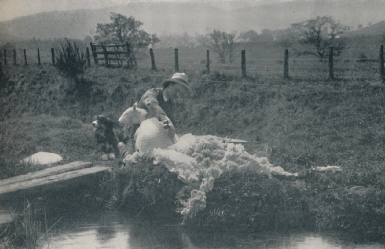 Tosquia de ovelhas, 1910 de C. Reid