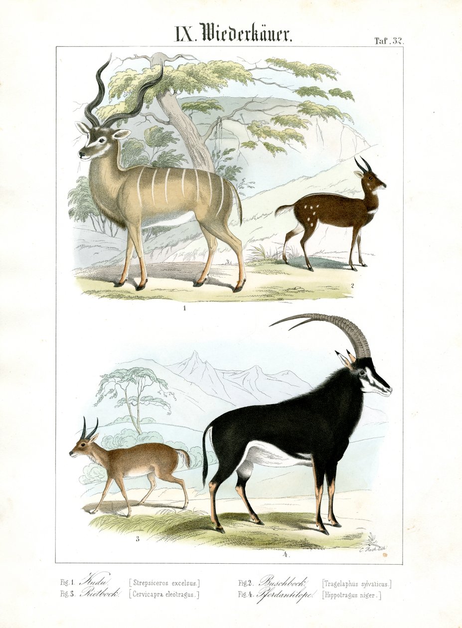 Antílopes africanos e asiáticos de C. Roth