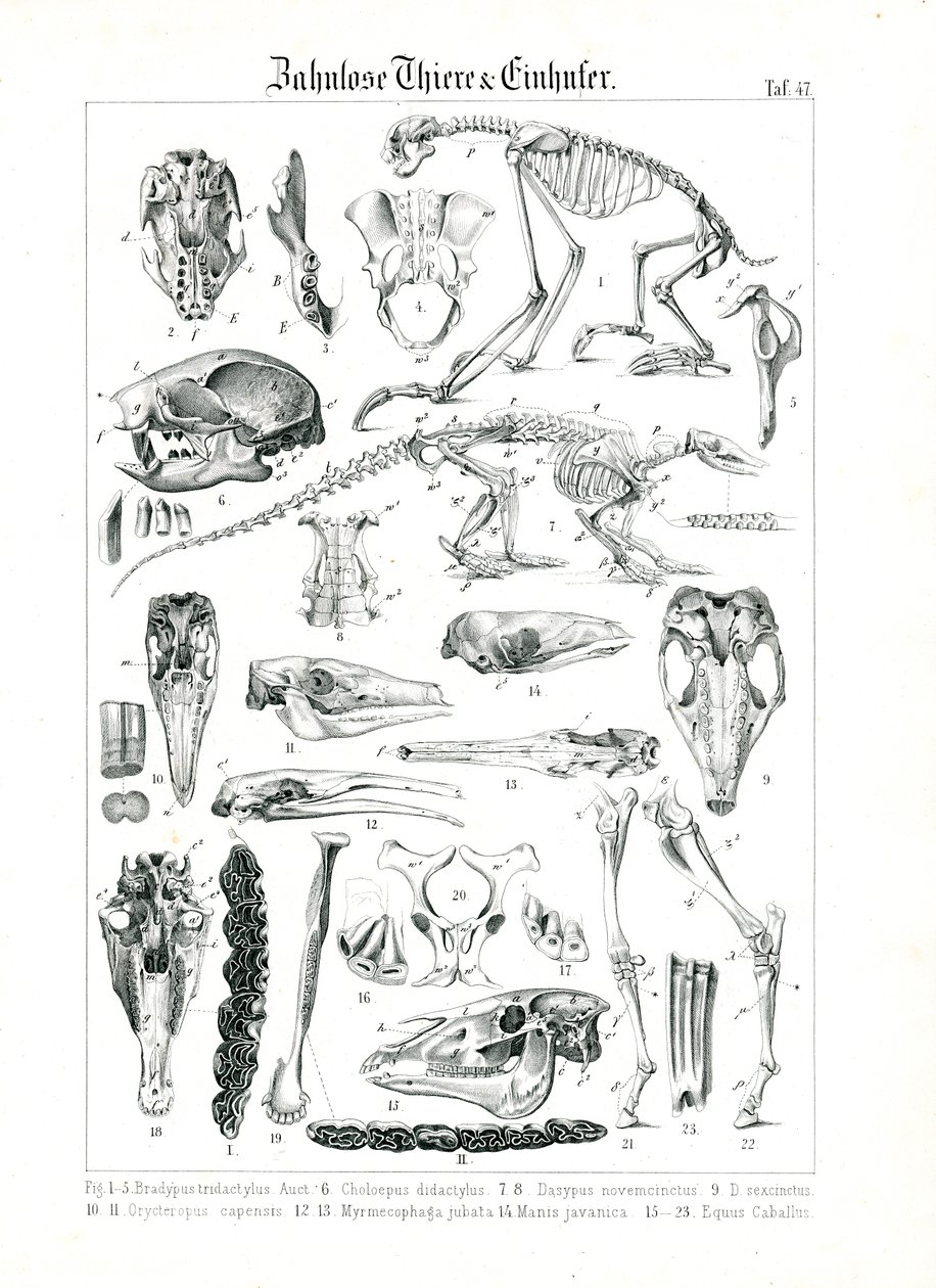 Ilustração Anatómica de Edentados e Equídeos de C. Roth