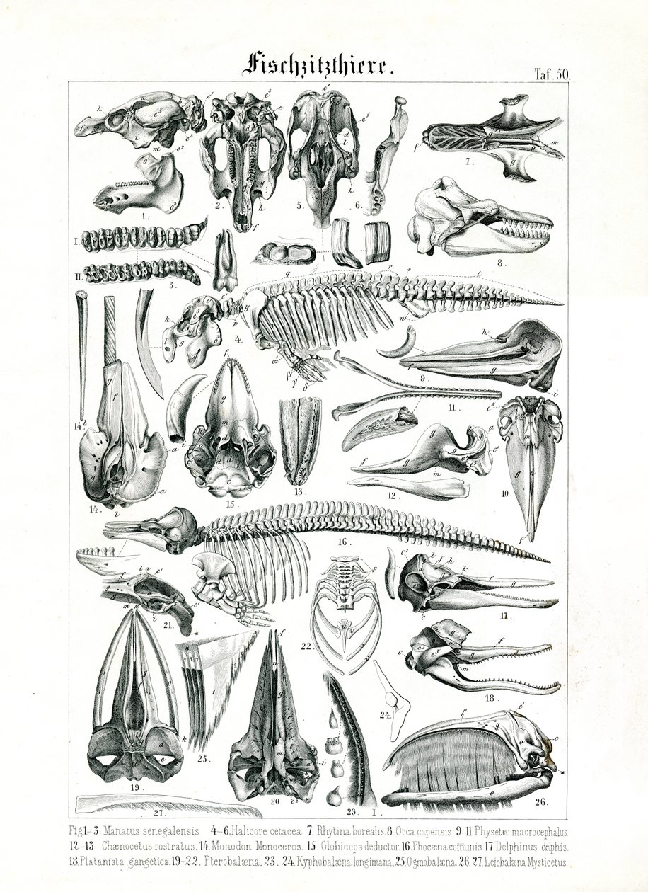 Ilustração anatómica de mamíferos marinhos de C. Roth