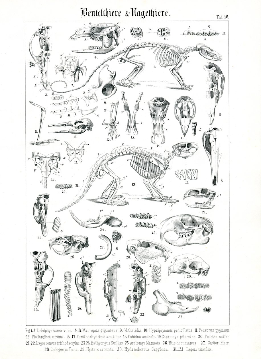 Ilustração anatómica de Marsupiais e Roedores de C. Roth