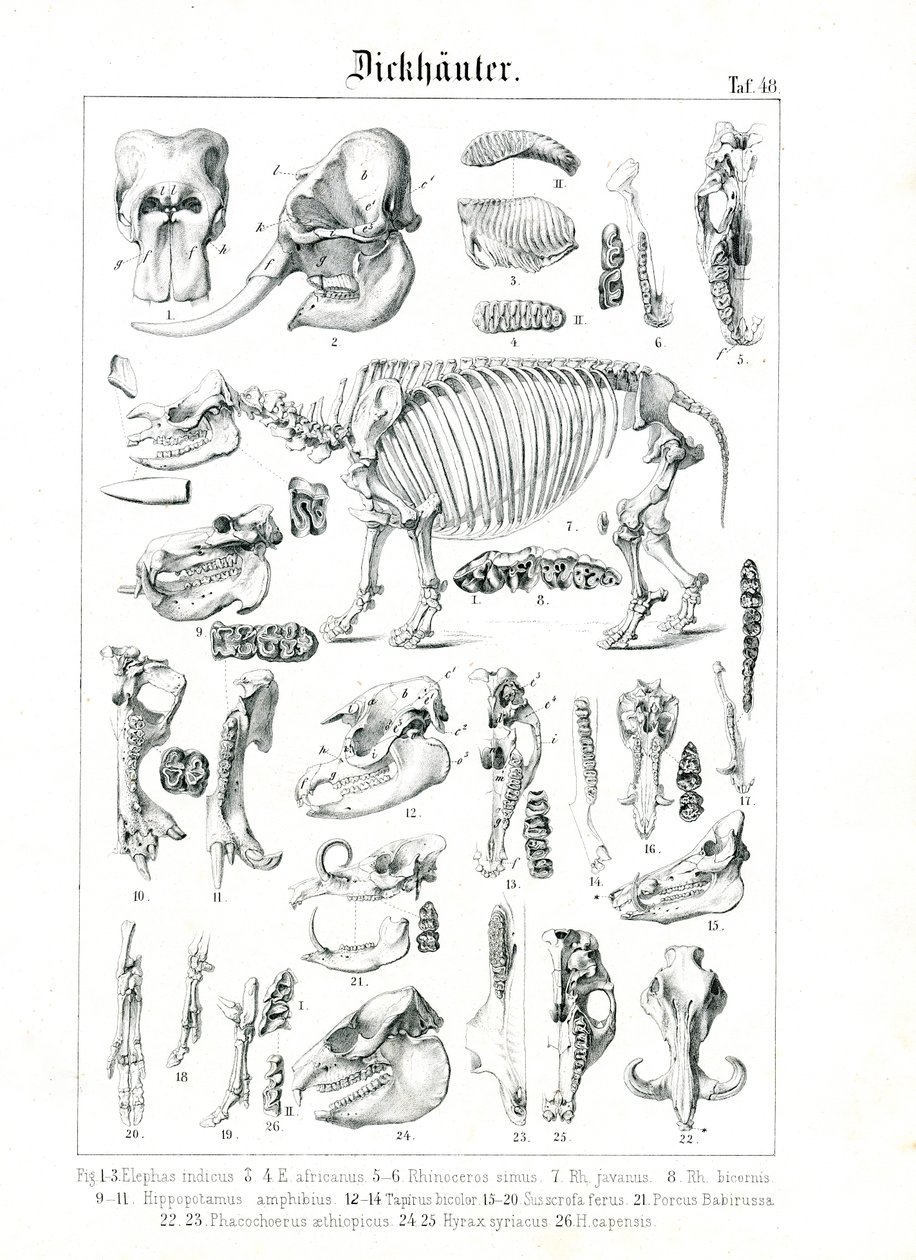 Ilustração anatómica de paquidermes de C. Roth