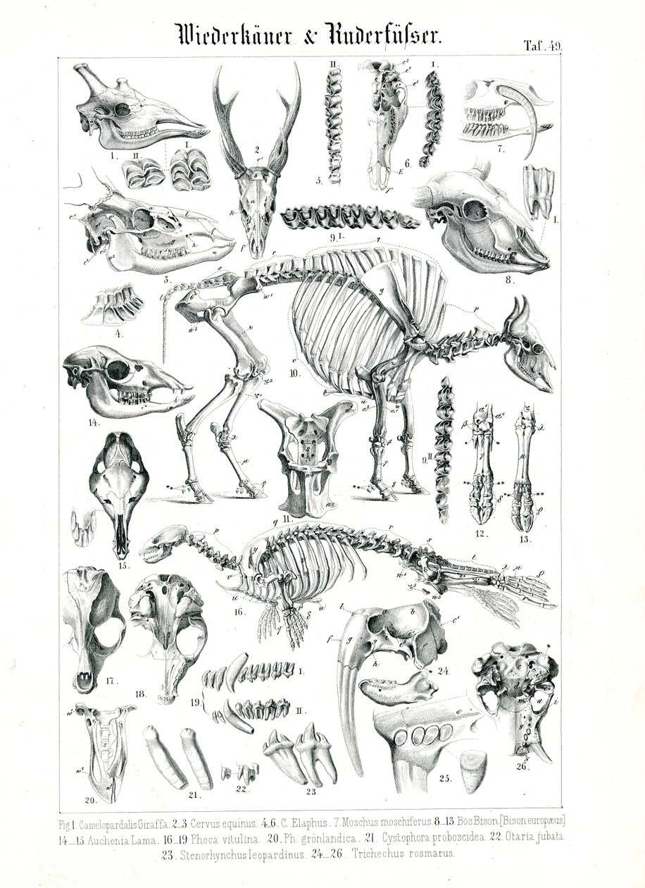 Ilustração anatómica de ruminantes e pinípedes de C. Roth