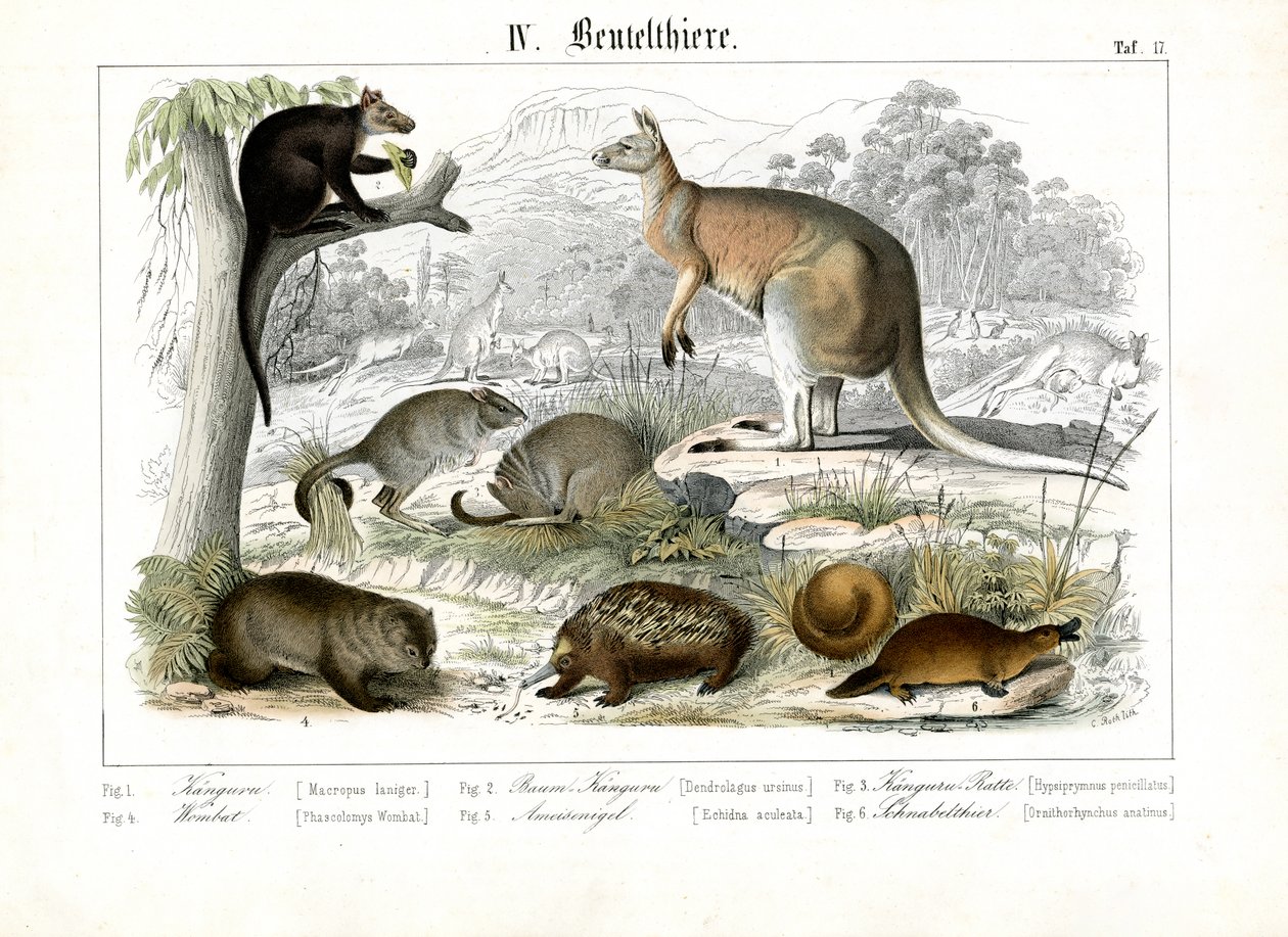 Marsupiais e monotremados australianos de C. Roth
