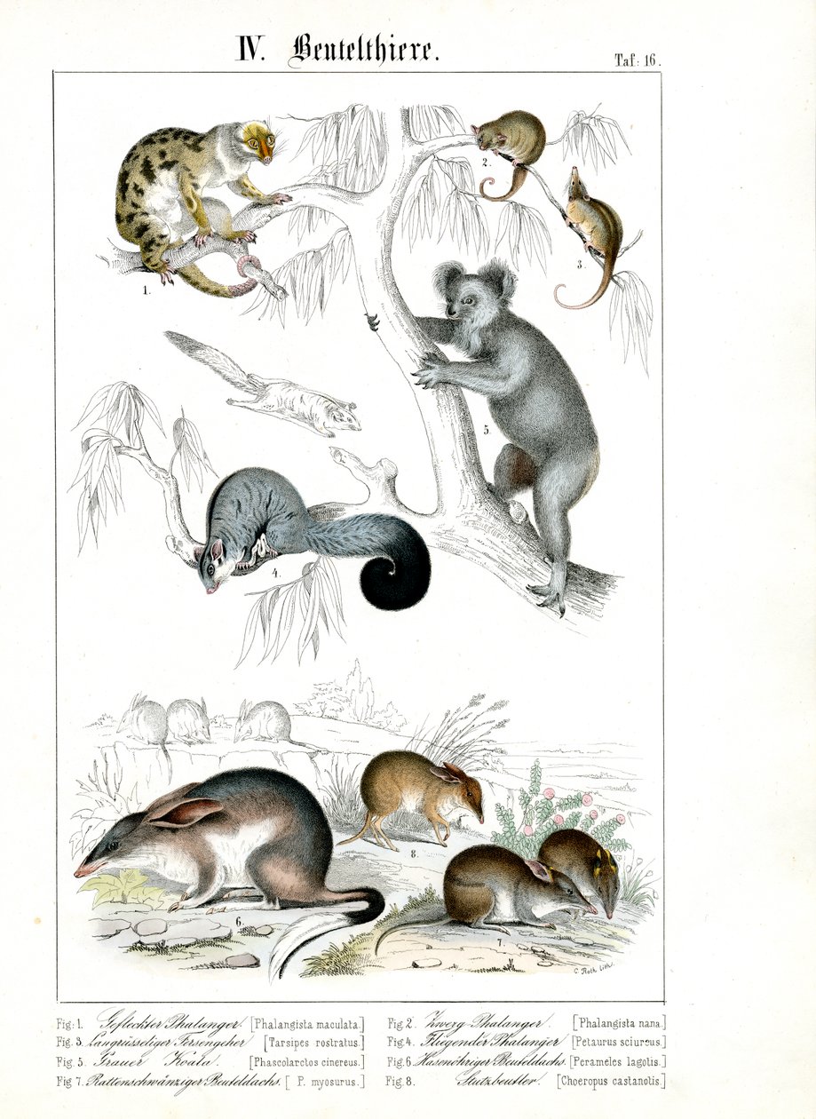 Marsupiais australianos no seu habitat natural de C. Roth