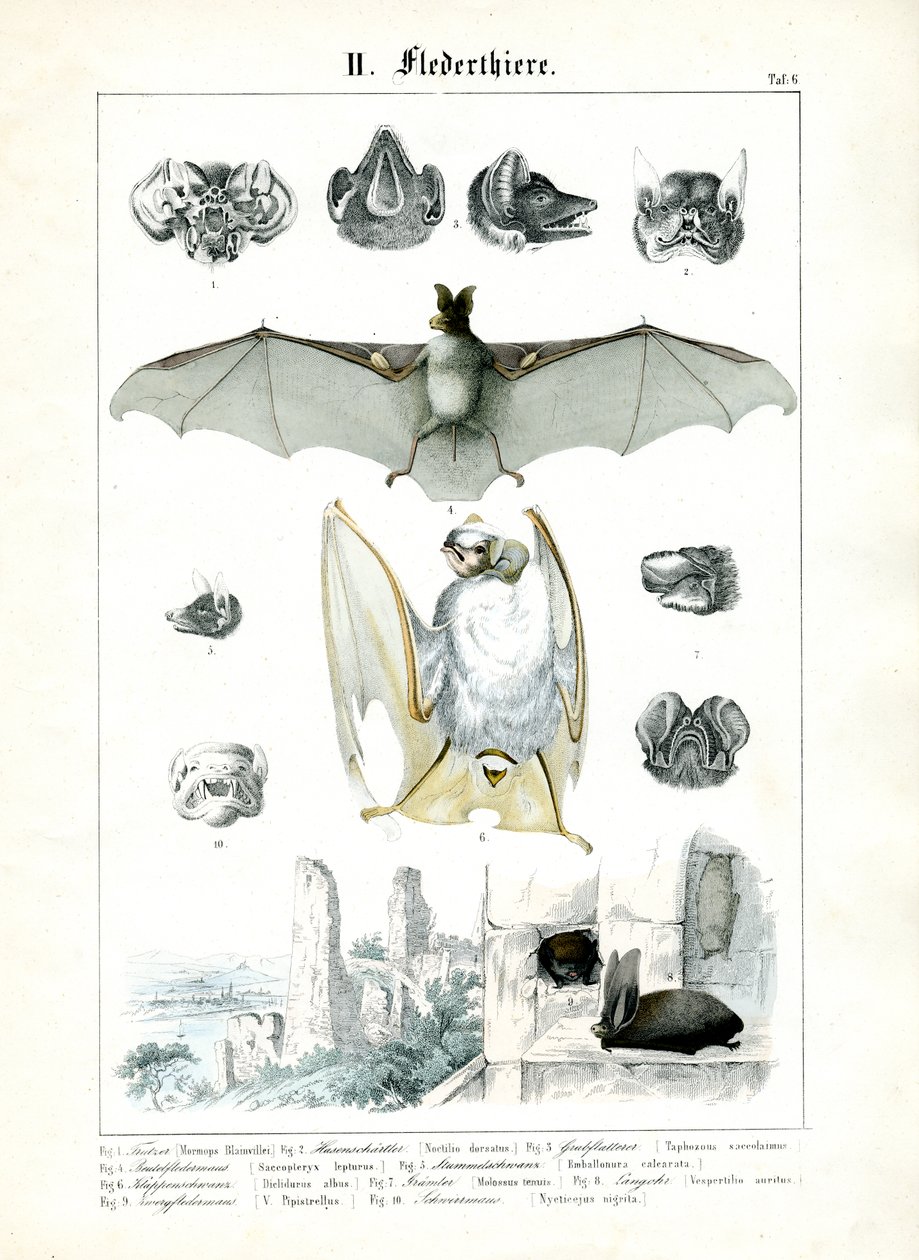 Os morcegos e a sua anatomia de C. Roth