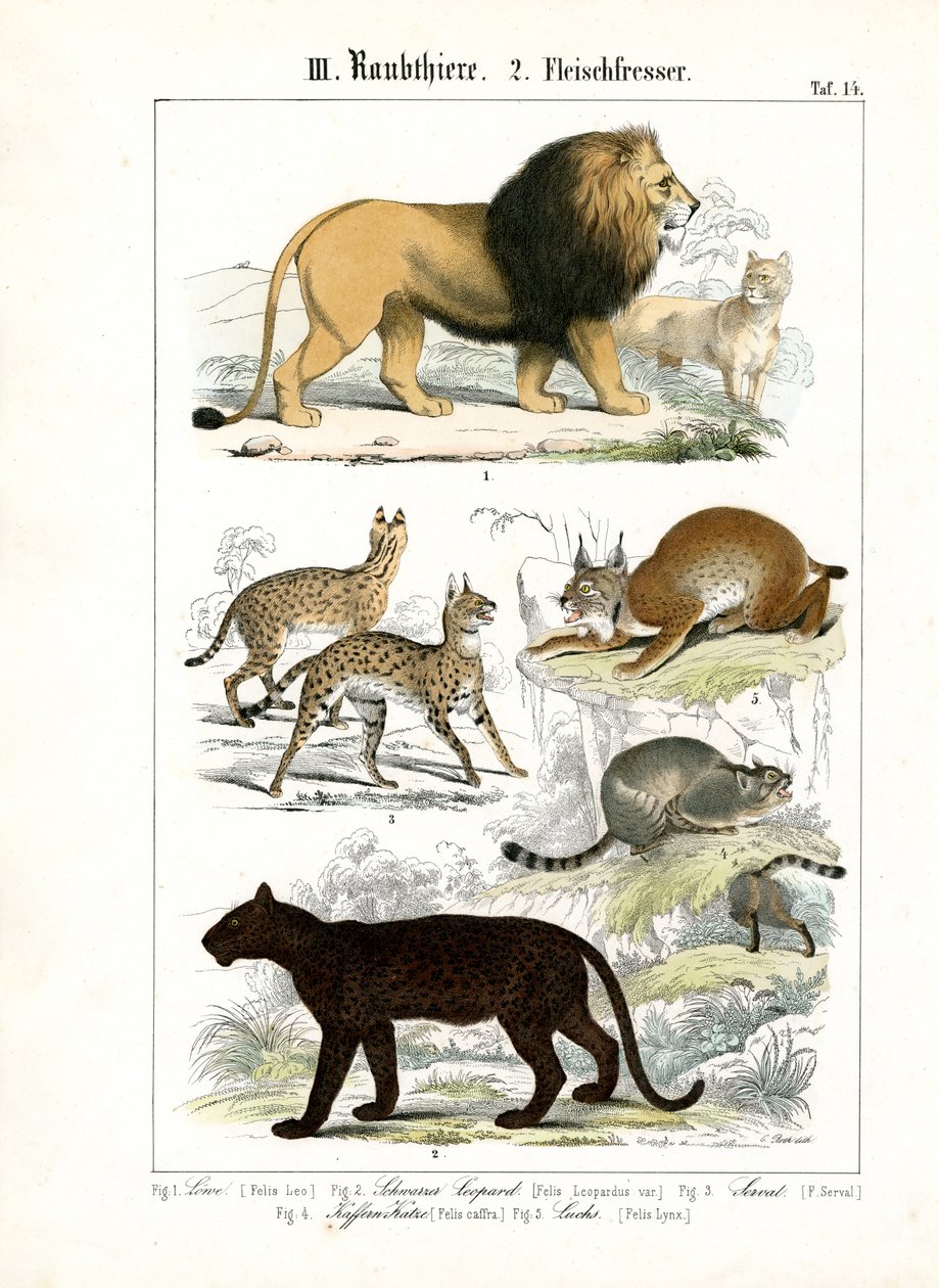 Grandes felinos e pequenos felinos de C. Roth