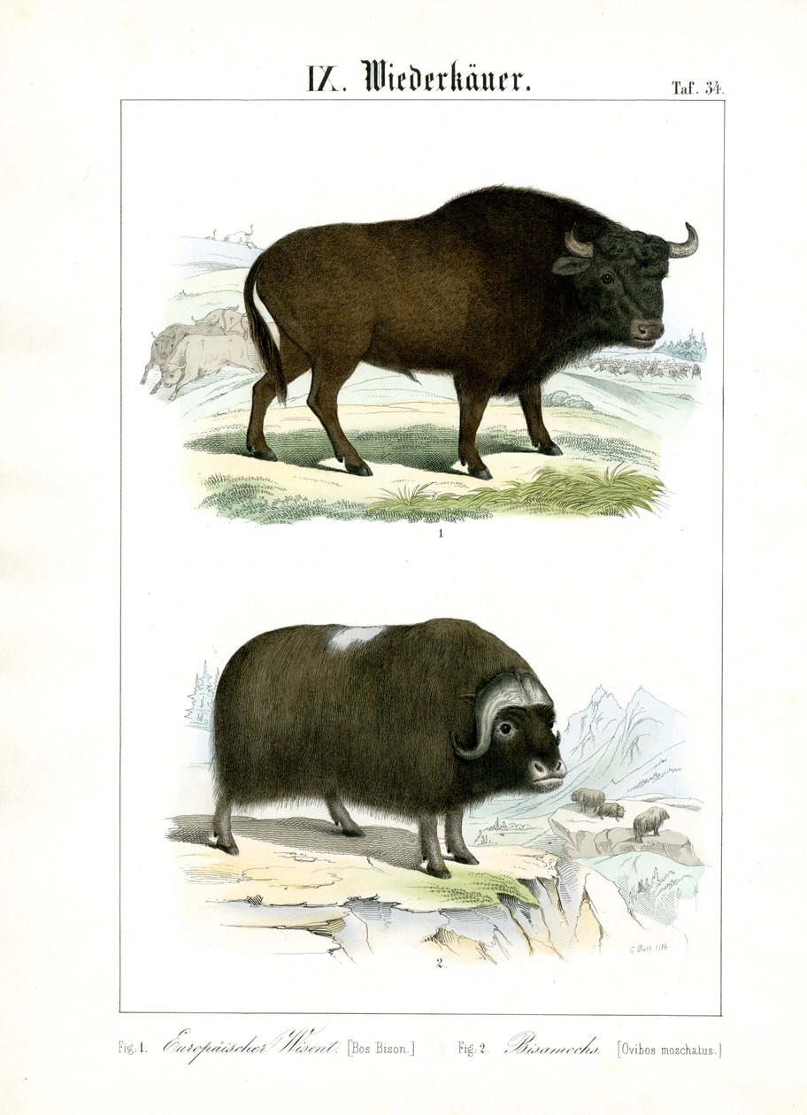 Bisonte europeu e almiscareiro de C. Roth