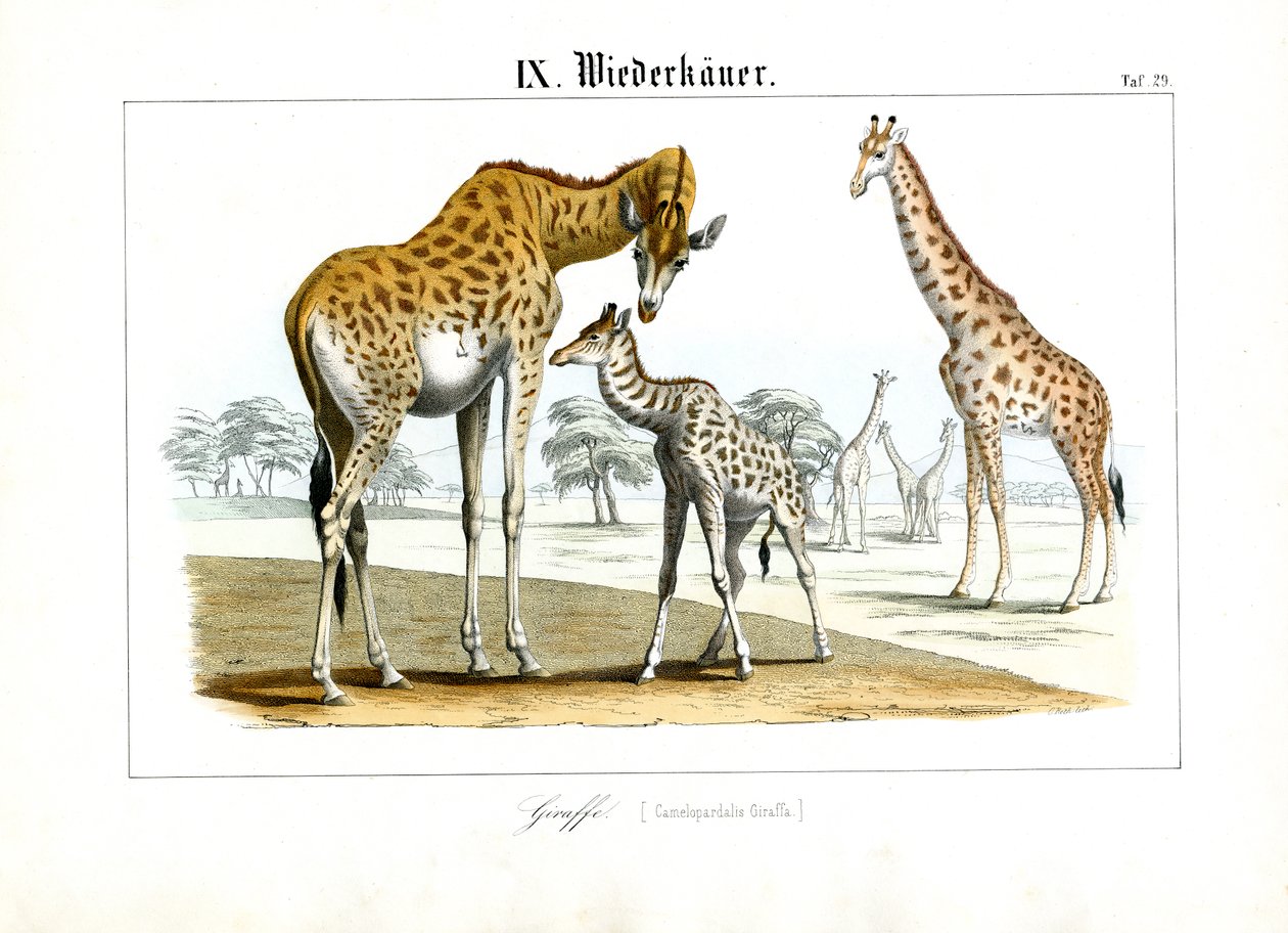 Girafas na savana africana de C. Roth