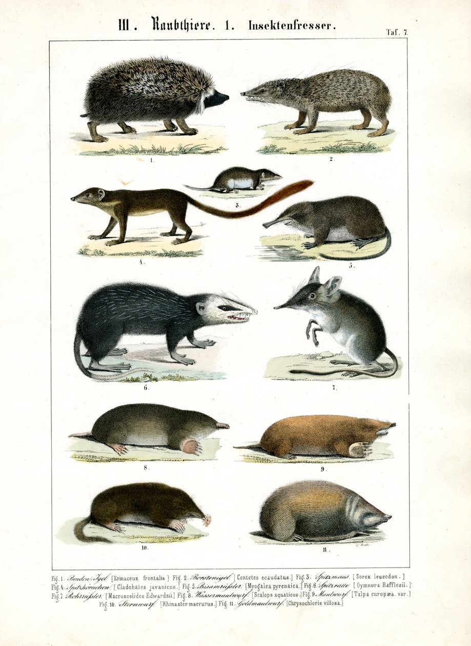 Mamíferos insectívoros de C. Roth