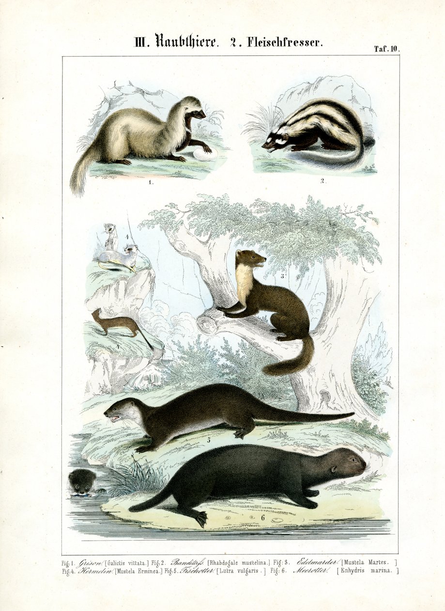 Martens e carnívoros do tipo lontra de C. Roth