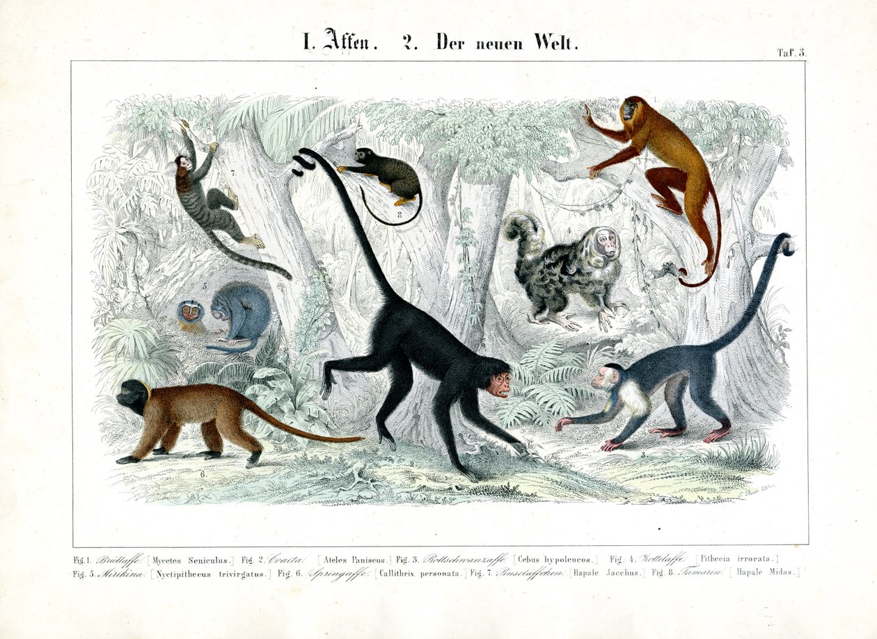 Macacos do Novo Mundo de C. Roth
