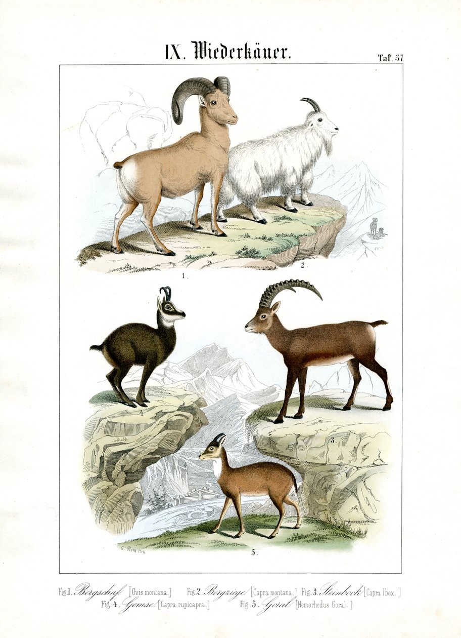 Ruminantes de montanha de C. Roth