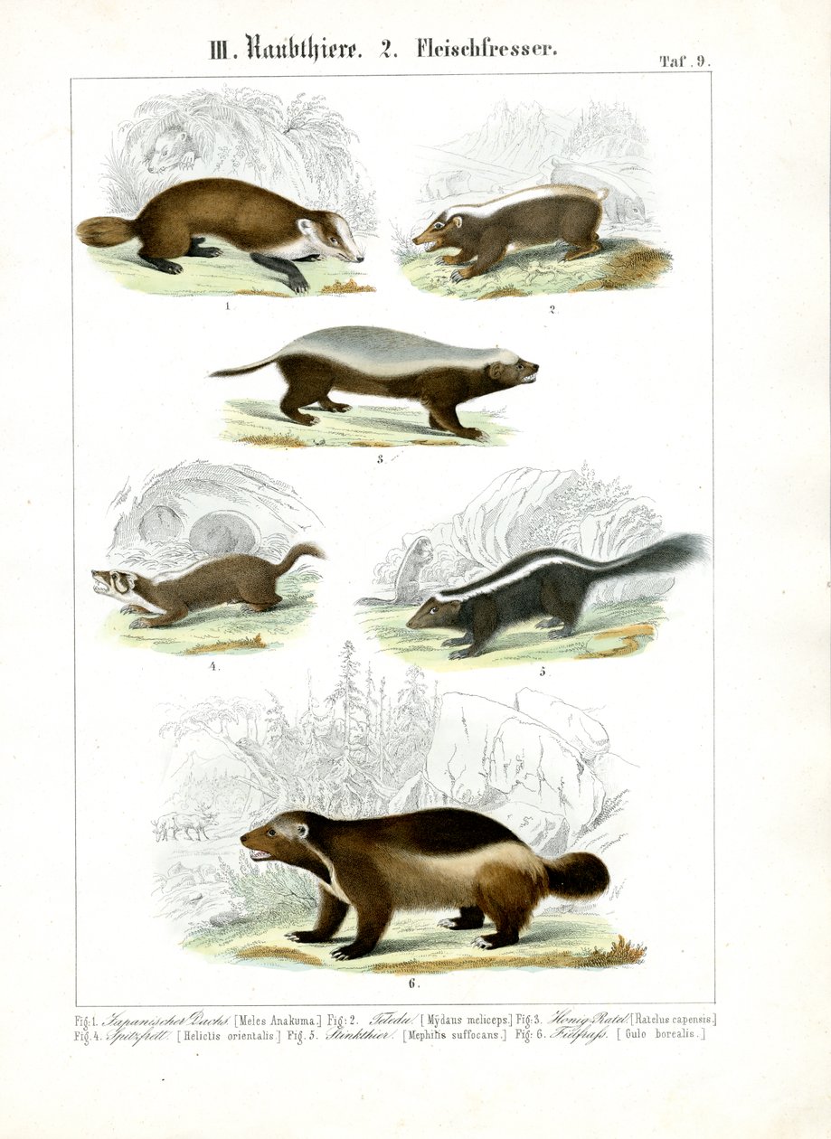 Carnívoros mustelídeos de C. Roth